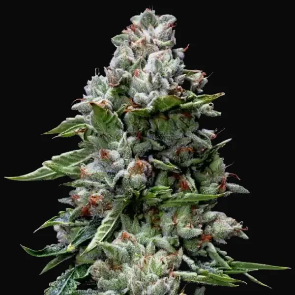 Kosher Kush