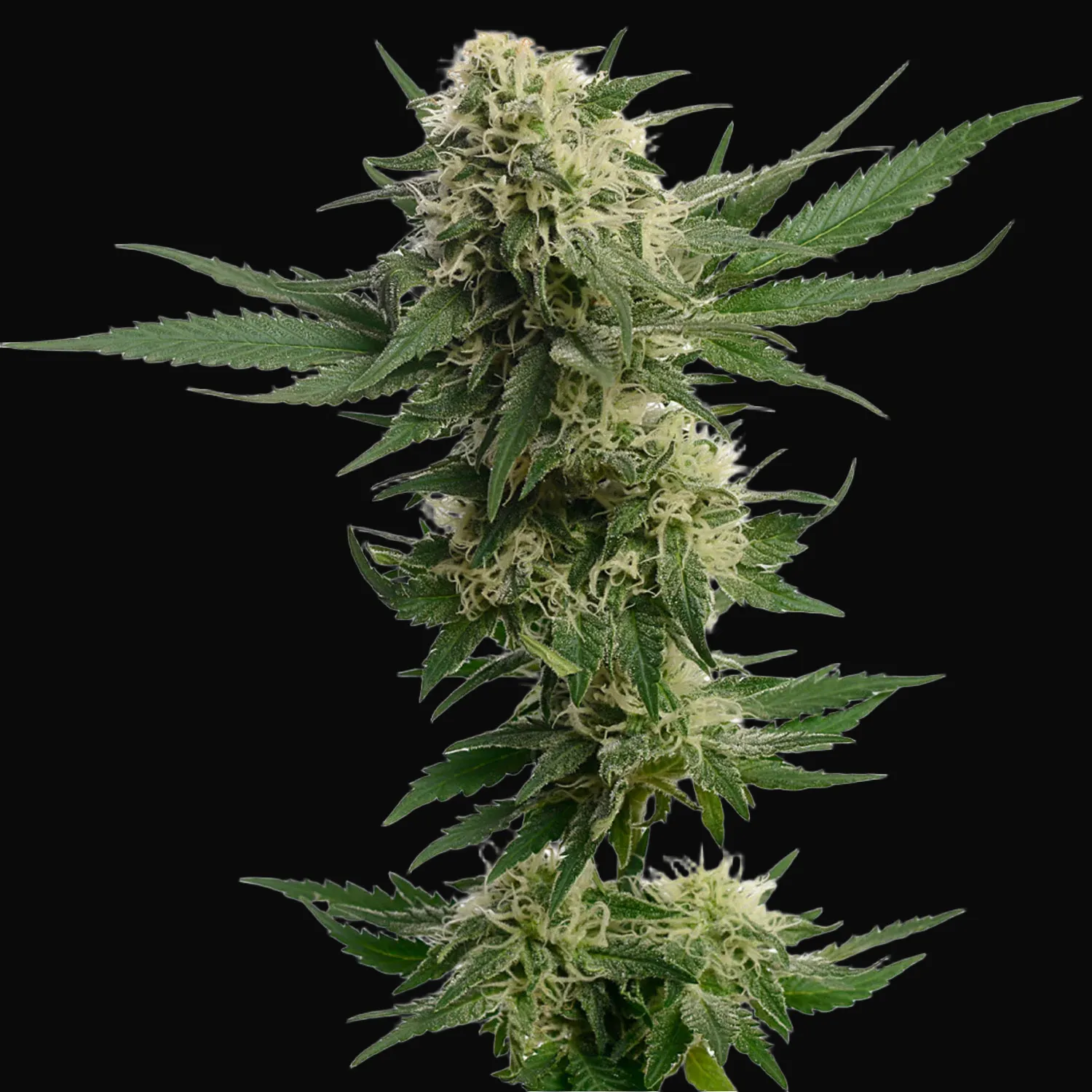 Kosher Tangie Kush