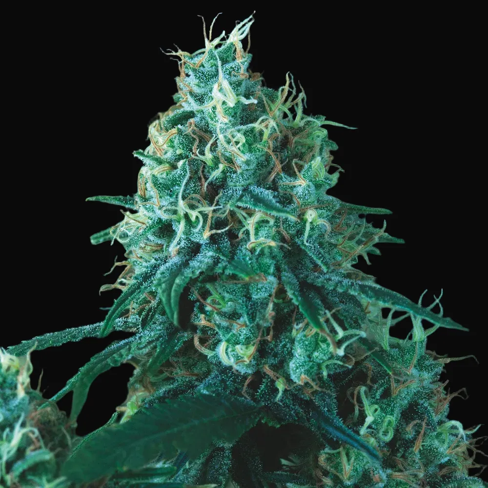 Kryptonite Fast