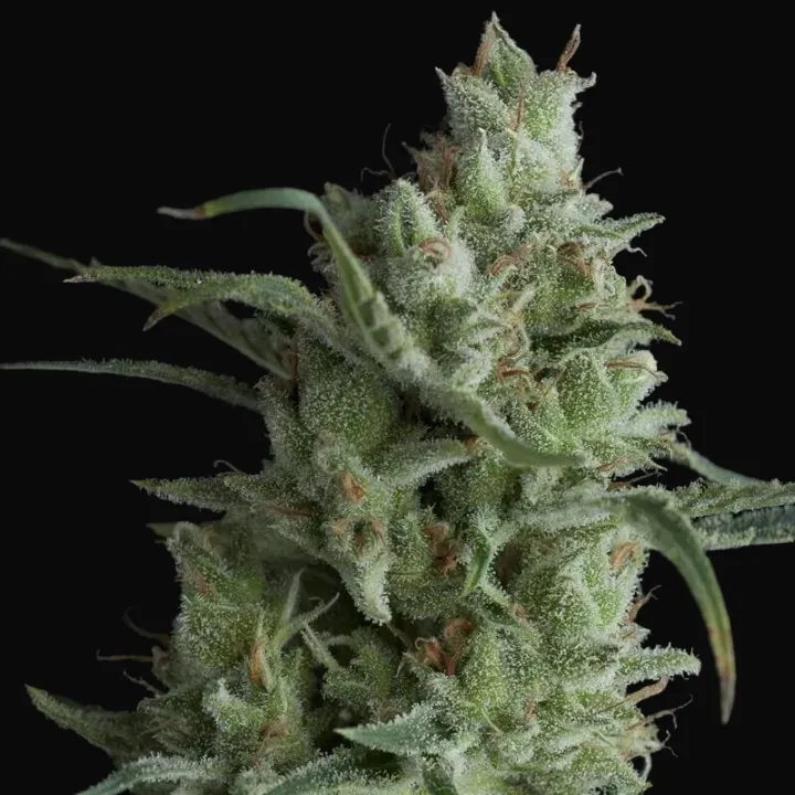 Kryptonite