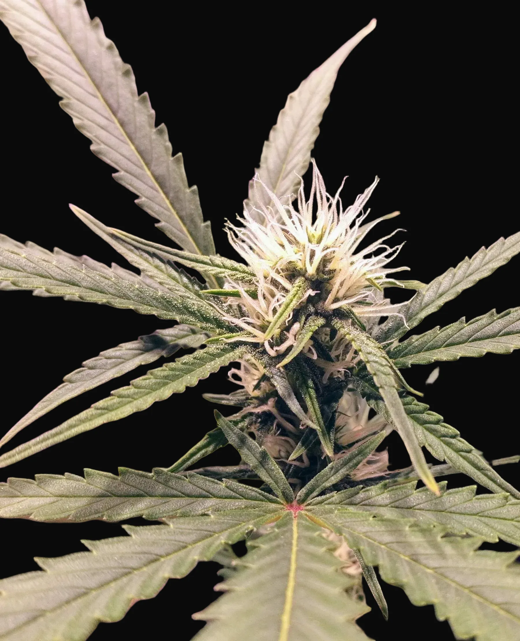 Kush Doctor