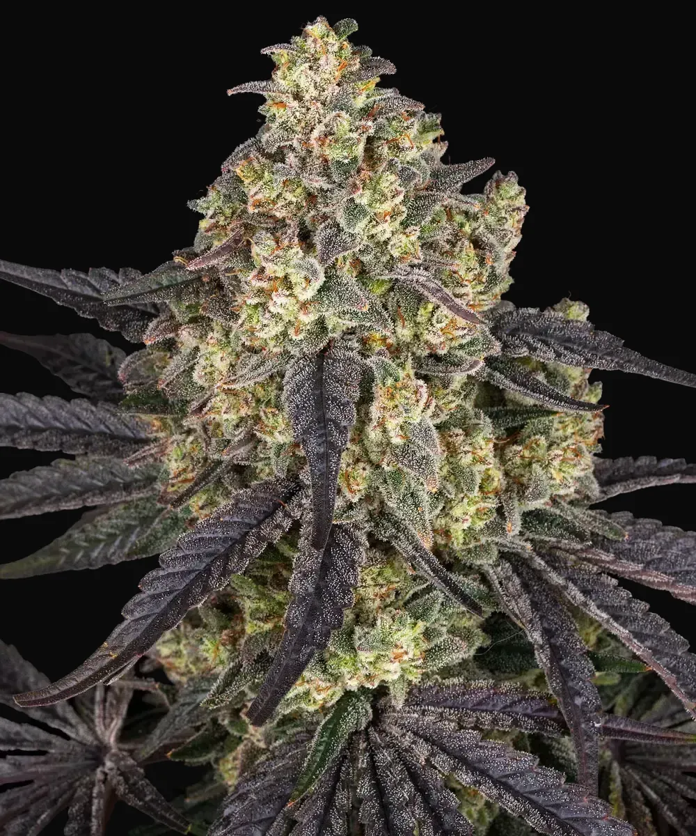 Kush Mintz