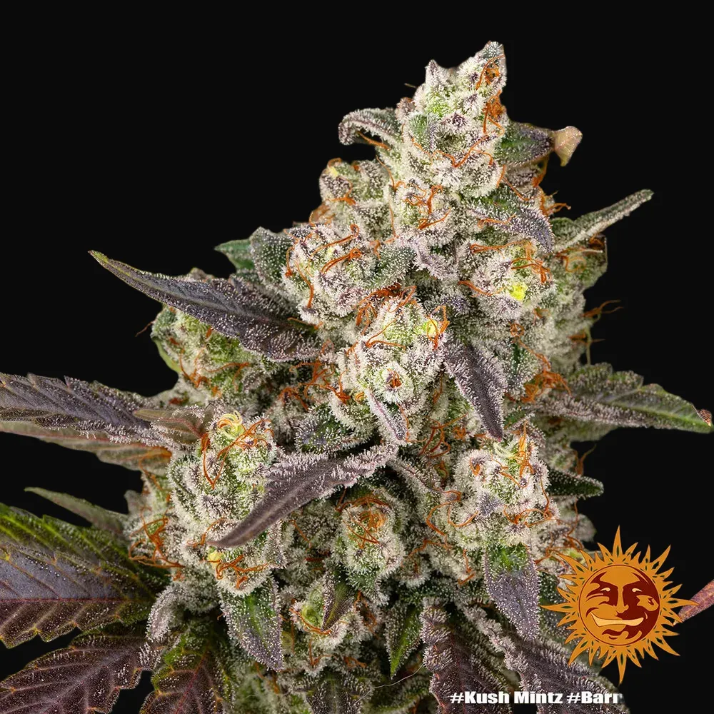 Kush Mintz