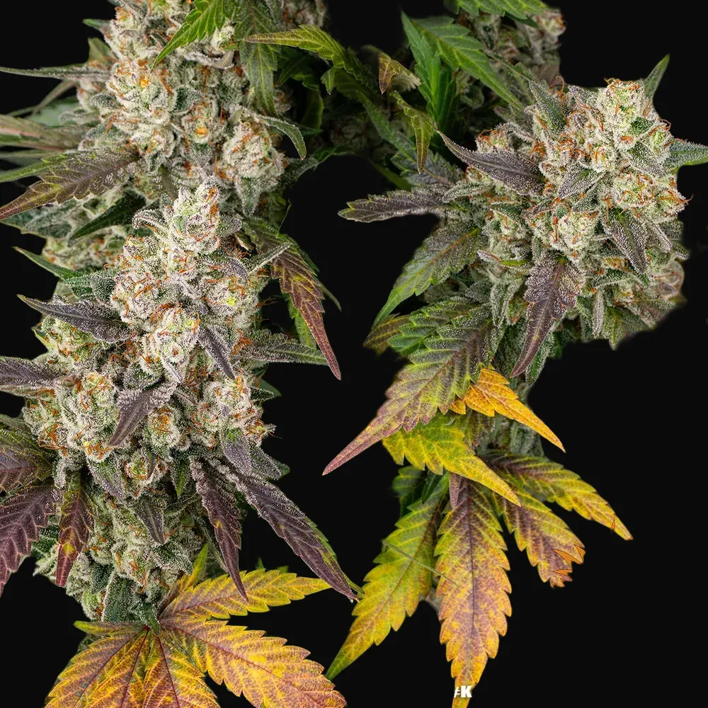Kush Mintz