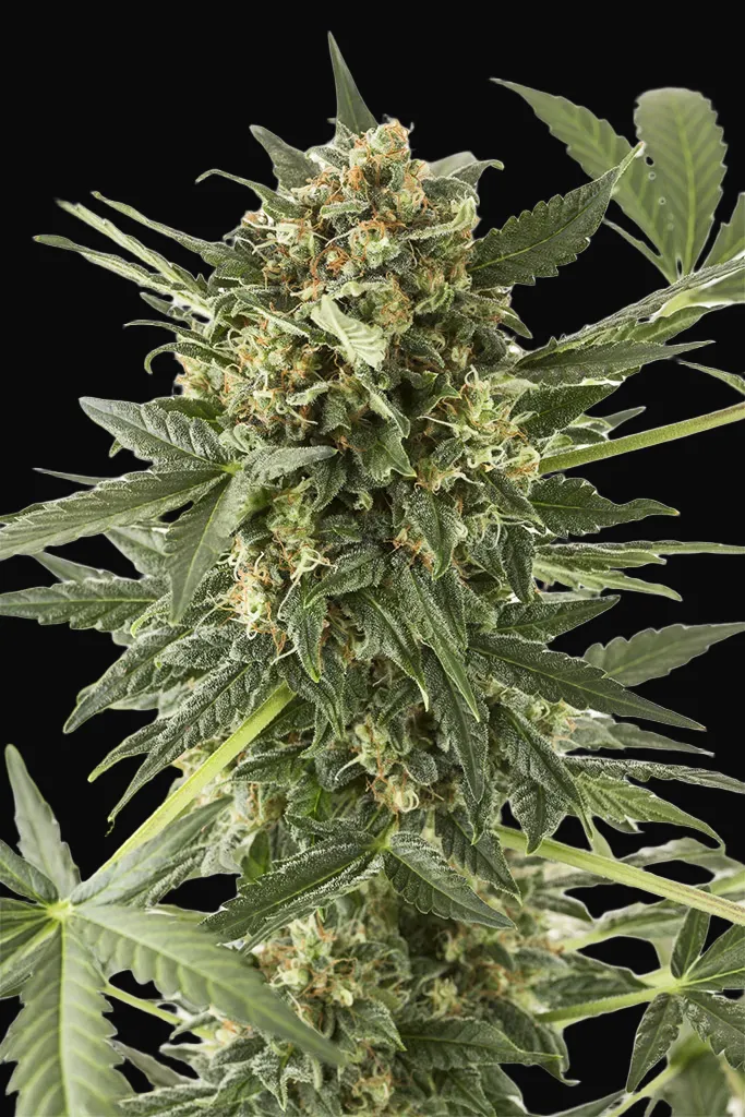 Kush'n'Cheese Auto