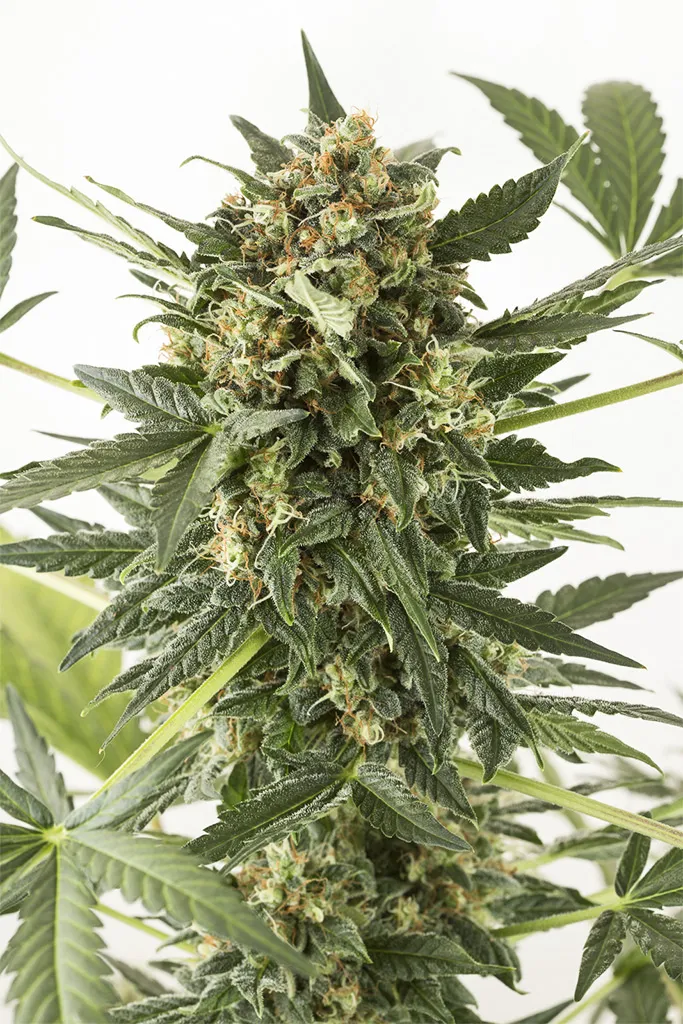 Kush'n'Cheese Auto