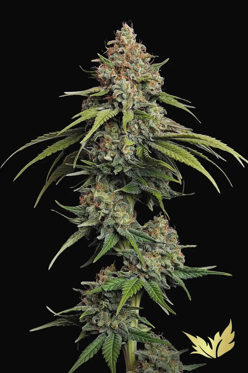 L.A. Amnesia