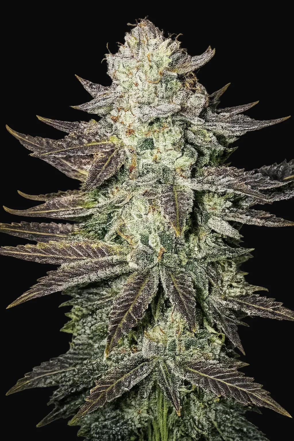 LA Cookies