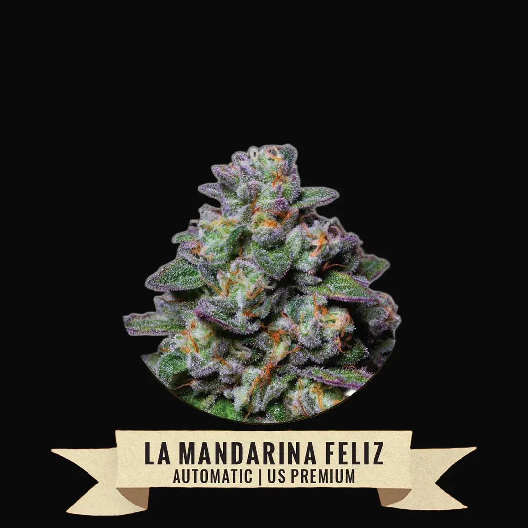 La Mandarina Feliz Auto