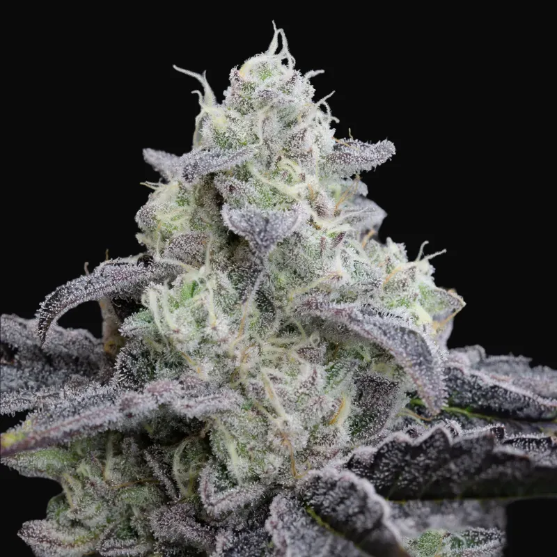 L.A. Vanilla Cake