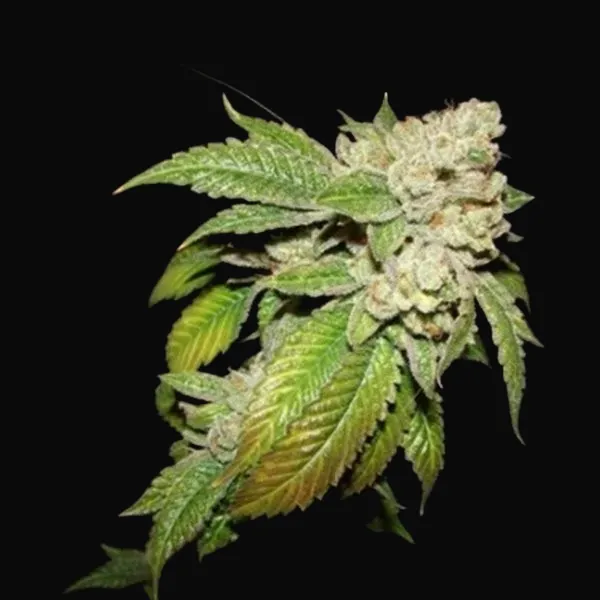 Larry OG Kush