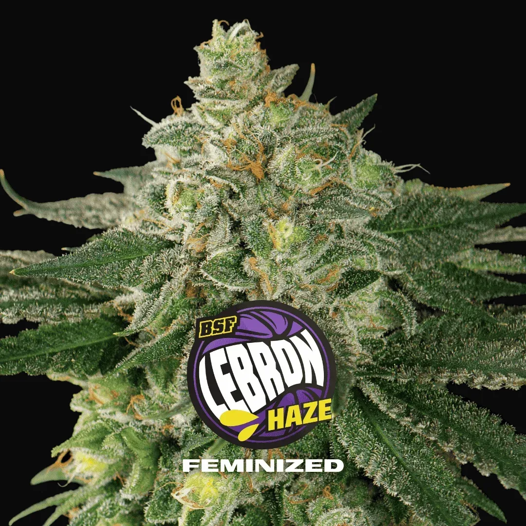 Lebron Haze