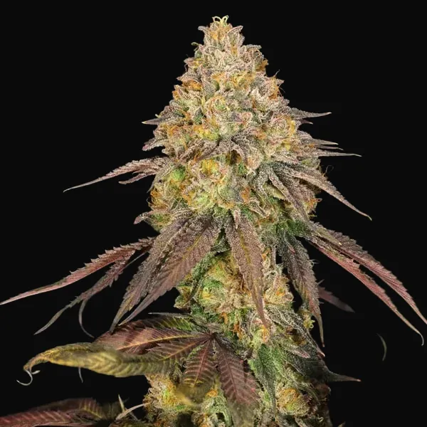 Legendary OG Punch