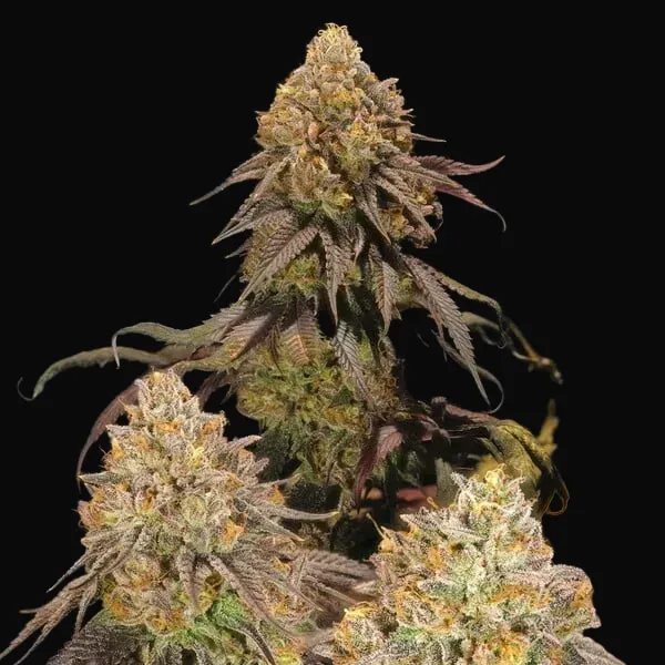 Legendary OG Punch