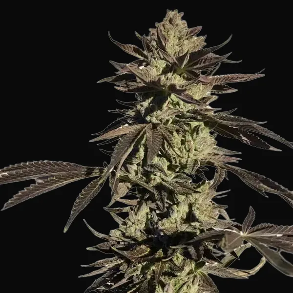 Legendary OG Punch