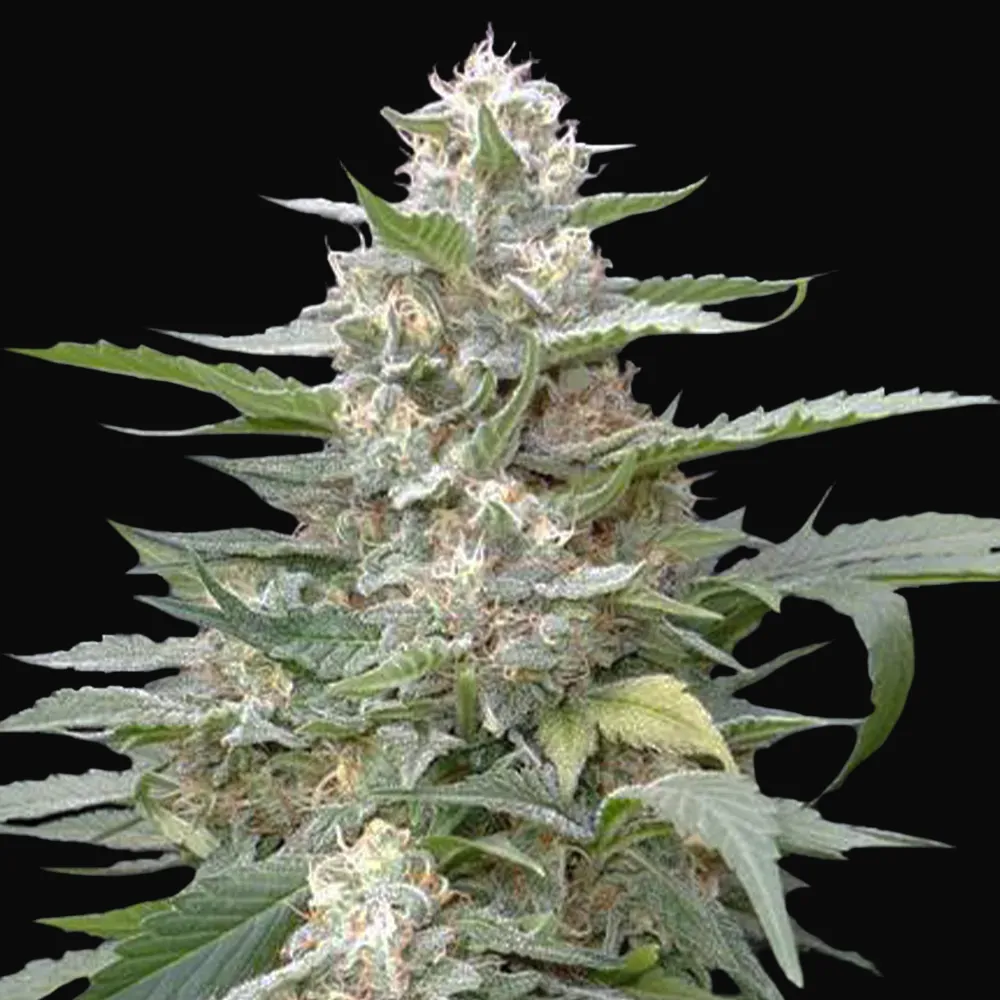 Lemon Amber Kush