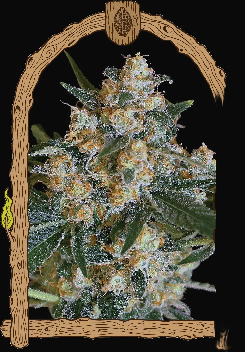 Lemon Candy