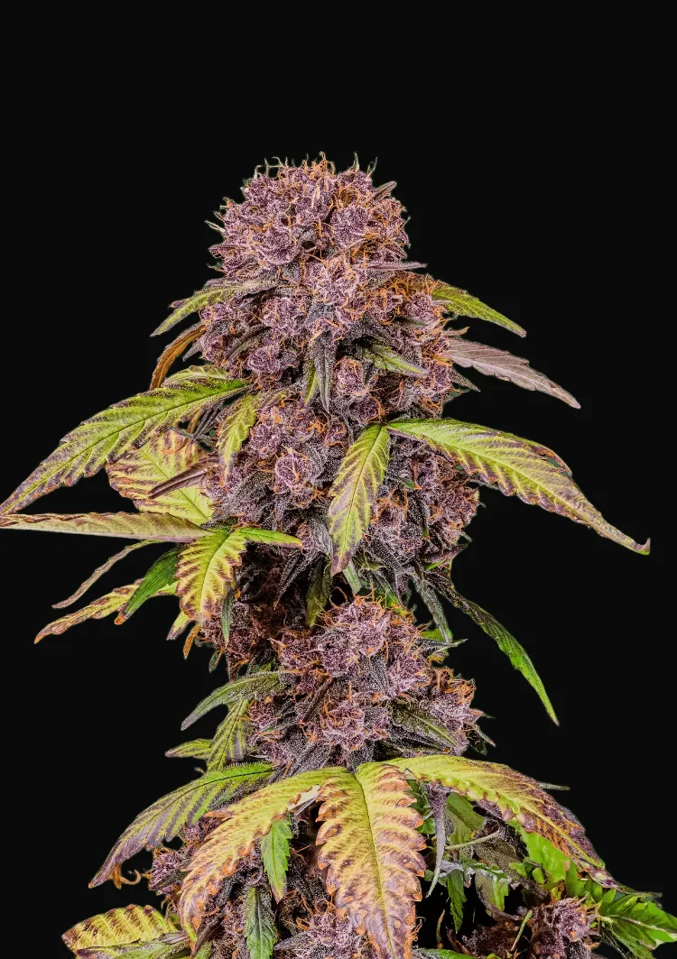Lemon Cherry Cookies Auto