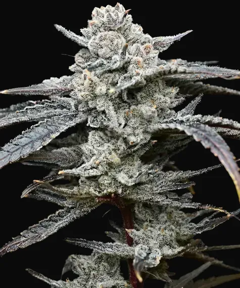 Lemon Cherry Gelato