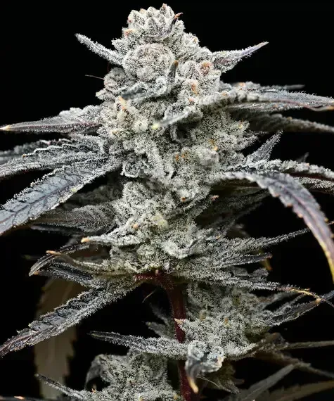 Lemon Cherry Gelato