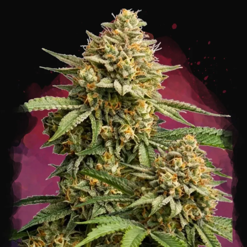 Lemon Cherry Gelato
