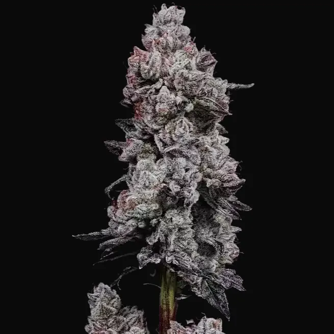 Lemon Cherry Gelato R3 Auto