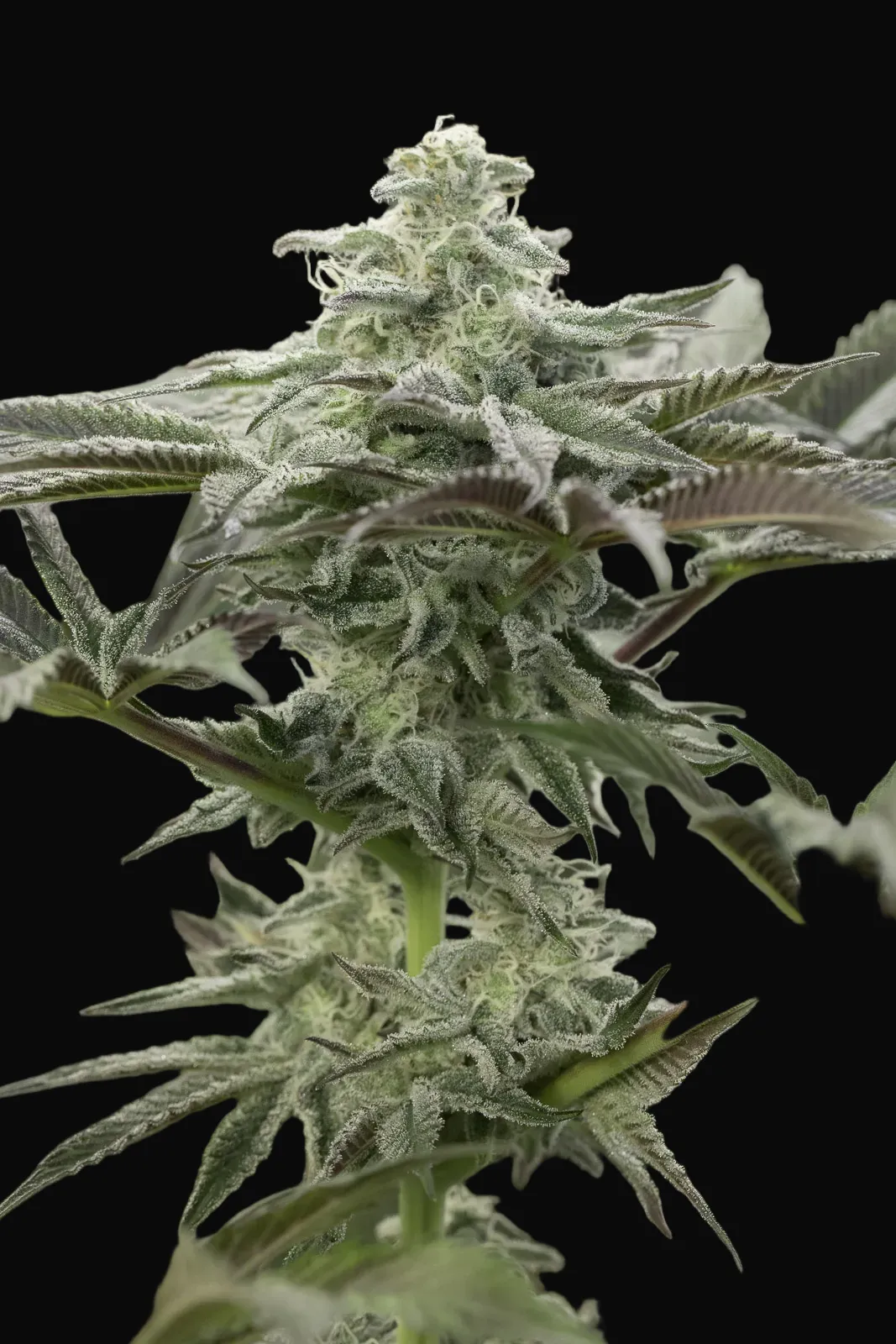 Lemon Citron