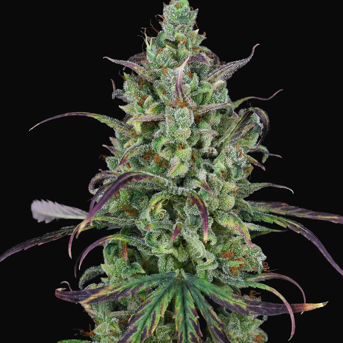 Lemon Cream Kush Auto
