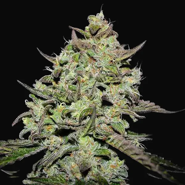 Lemon Gazzy