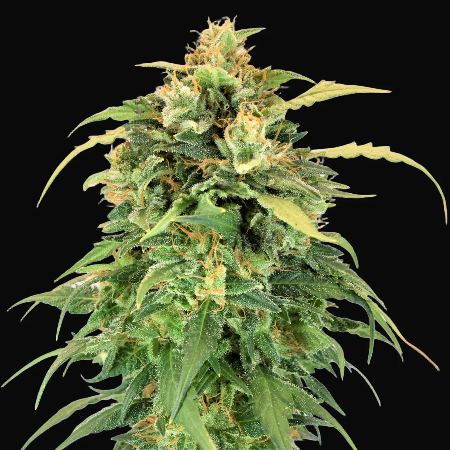 Lemon Haze