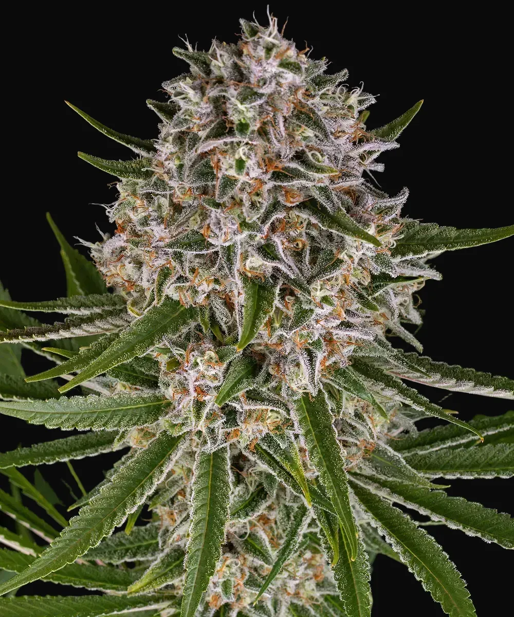Lemon Haze Auto