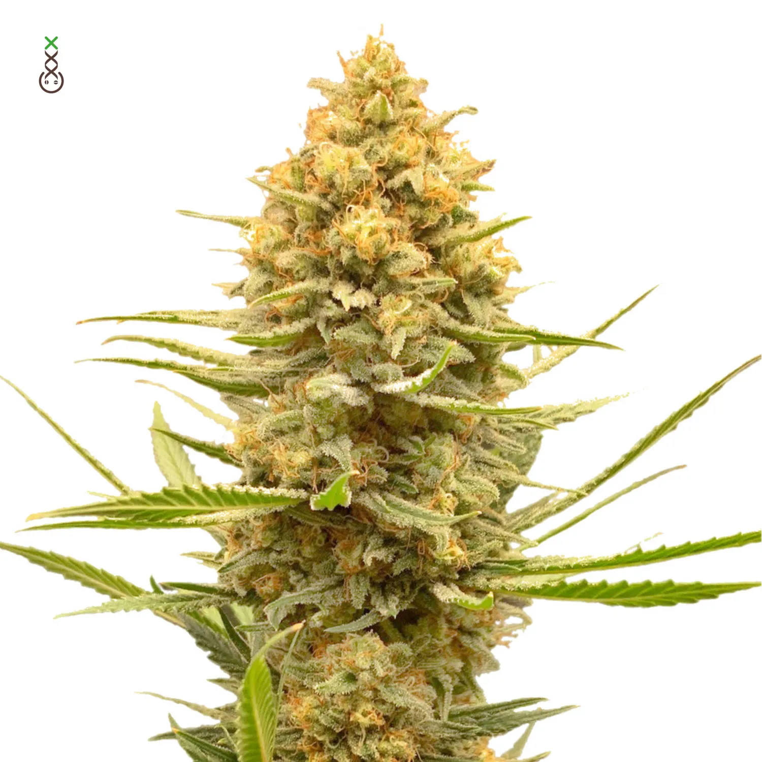 Lemon Ice