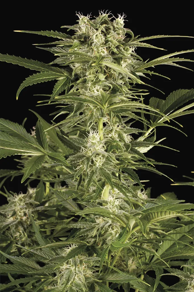 Lemon Juice Express Auto