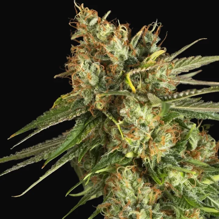 Lemon King