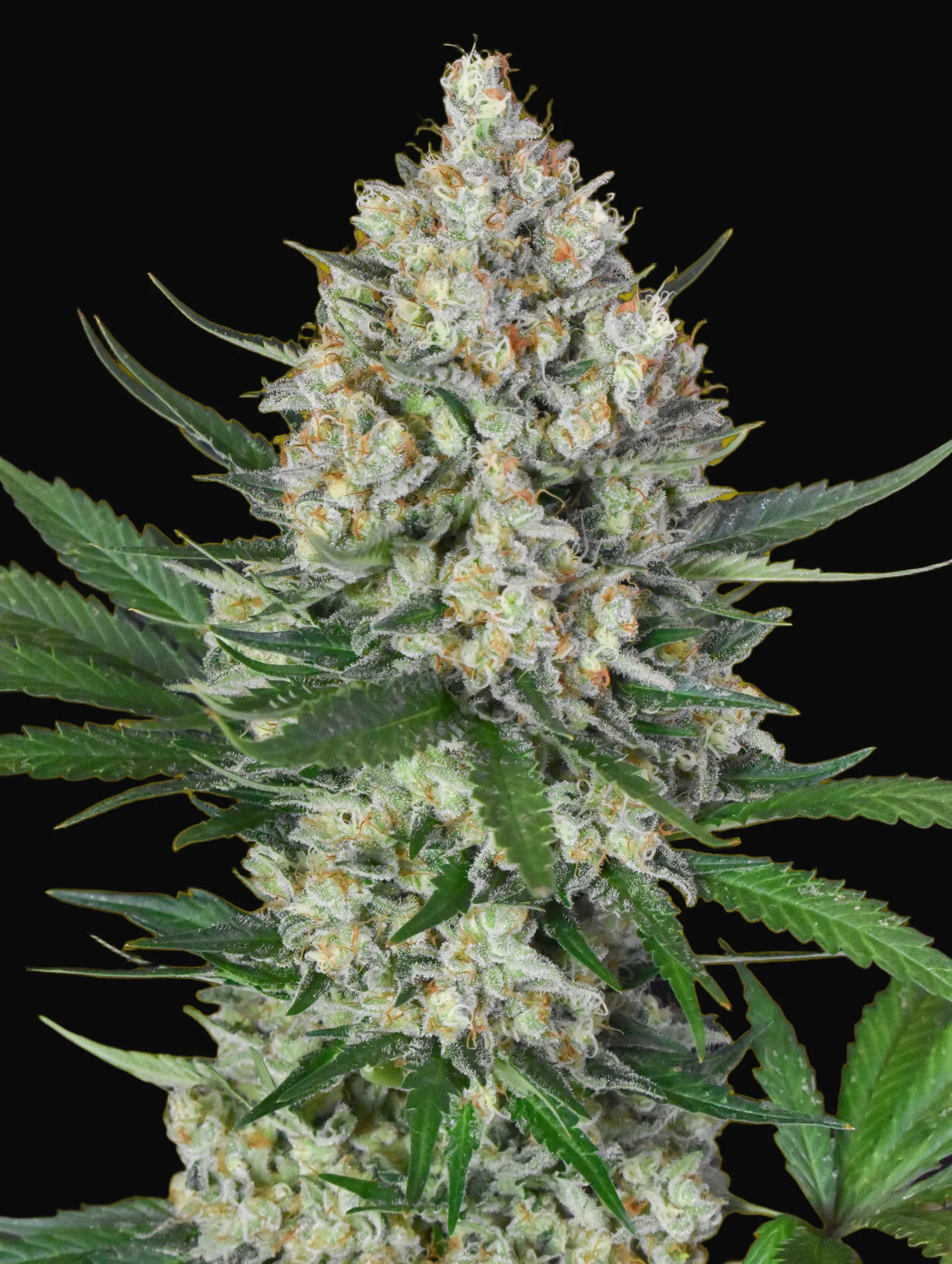 Lemon OG
