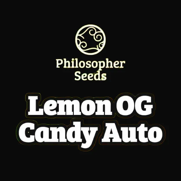 Lemon OG Candy Auto