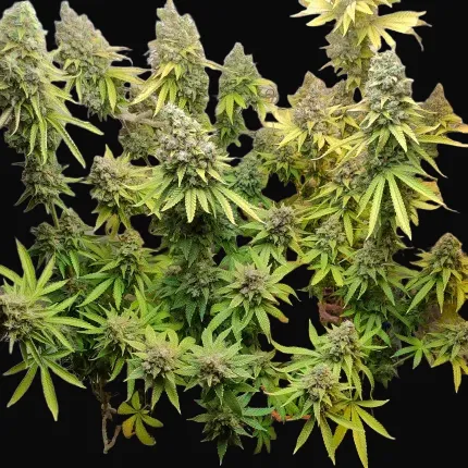 Lemon OG