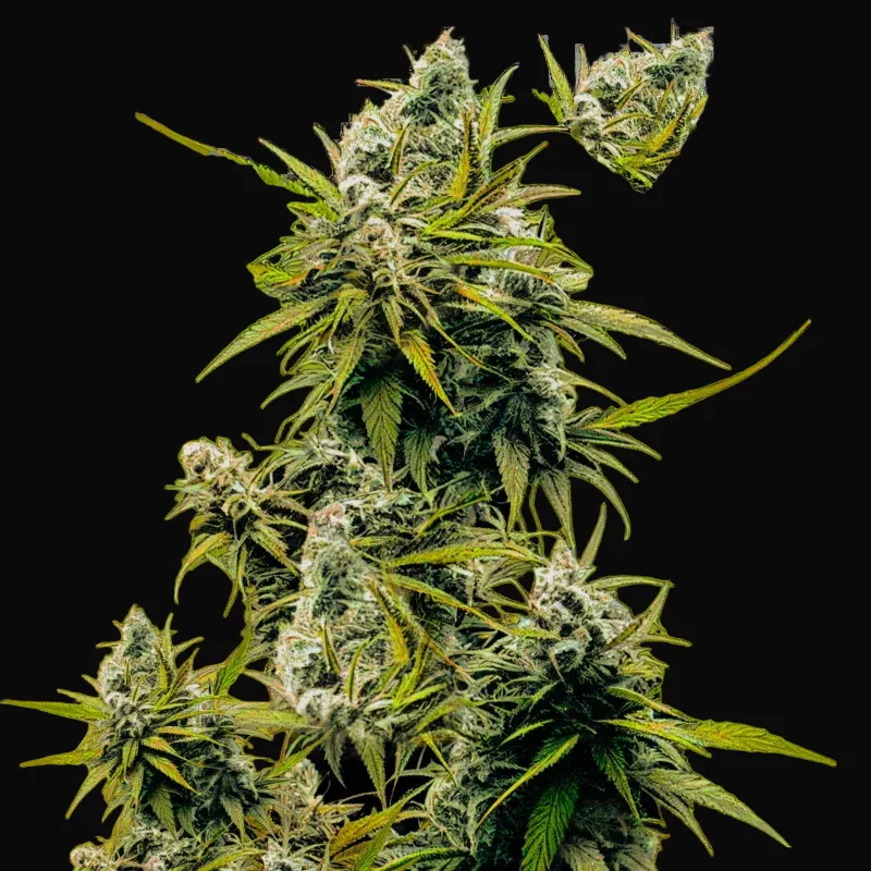 Lemon OG Haze Auto