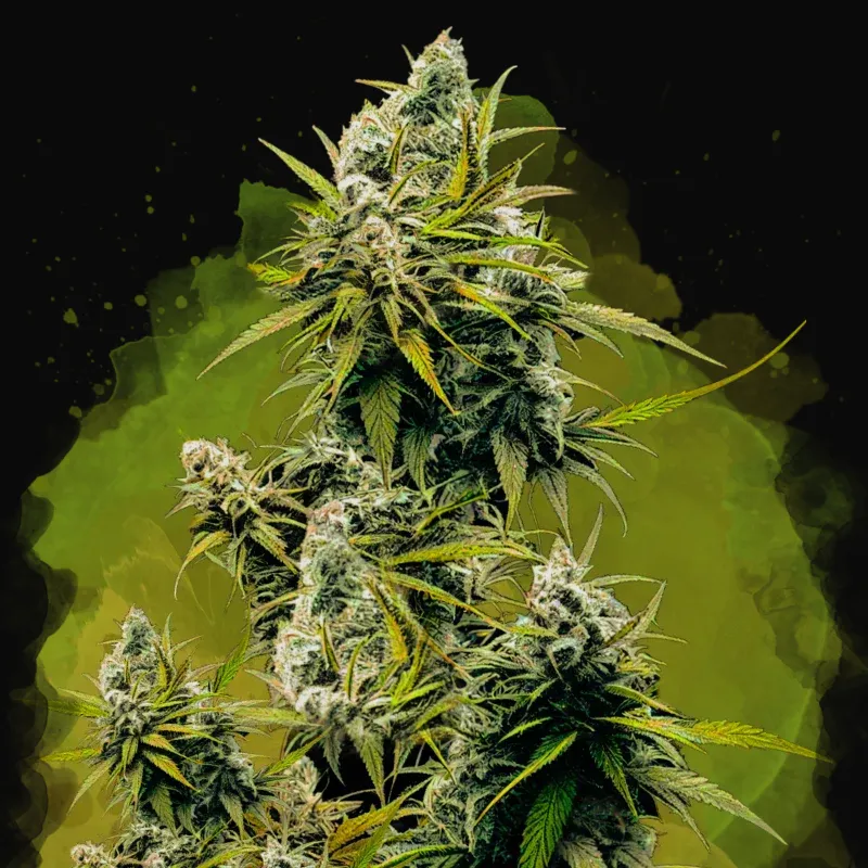 Lemon OG Haze Auto