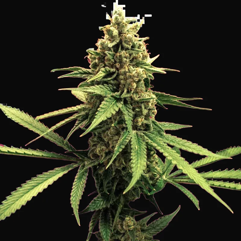 Lemon OG Haze