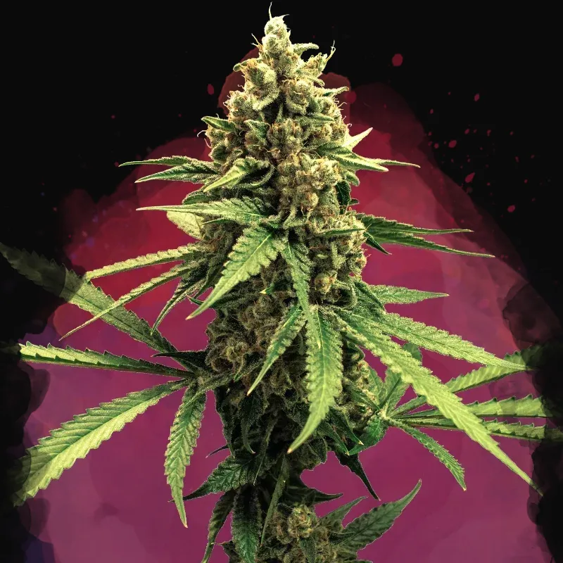 Lemon OG Haze