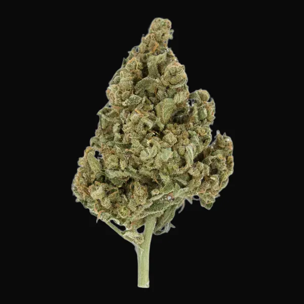Lemon Shining Silver Haze