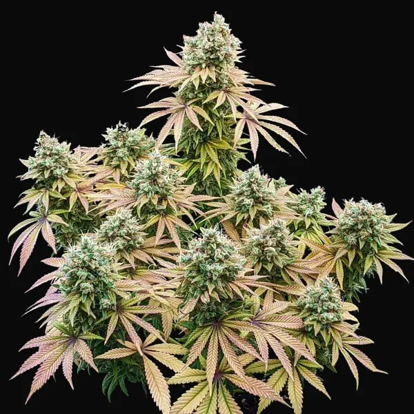 Lemon Shining Silver Haze