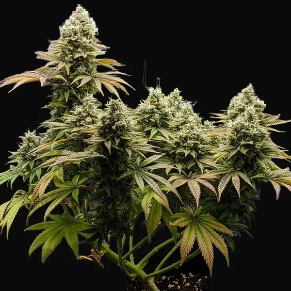 Lemon Shining Silver Haze