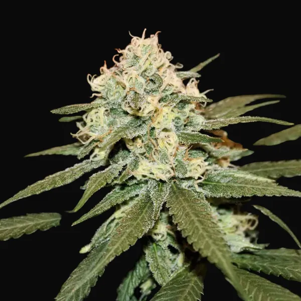 Lemon Shining Silver Haze