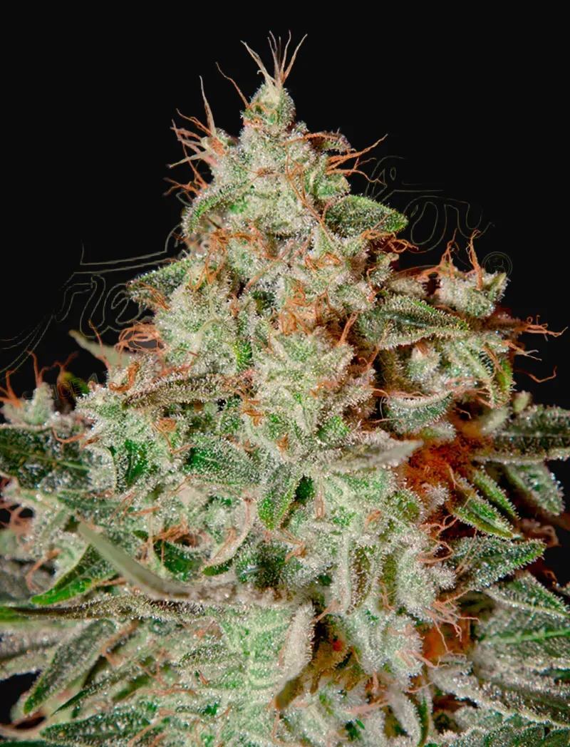 Lemon Skunk