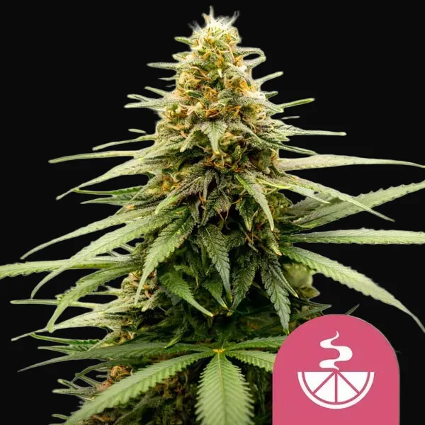 Lemon Skunk