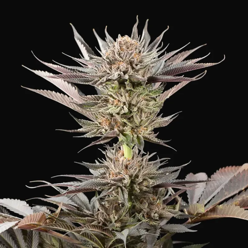 Lemon Tree 2.0