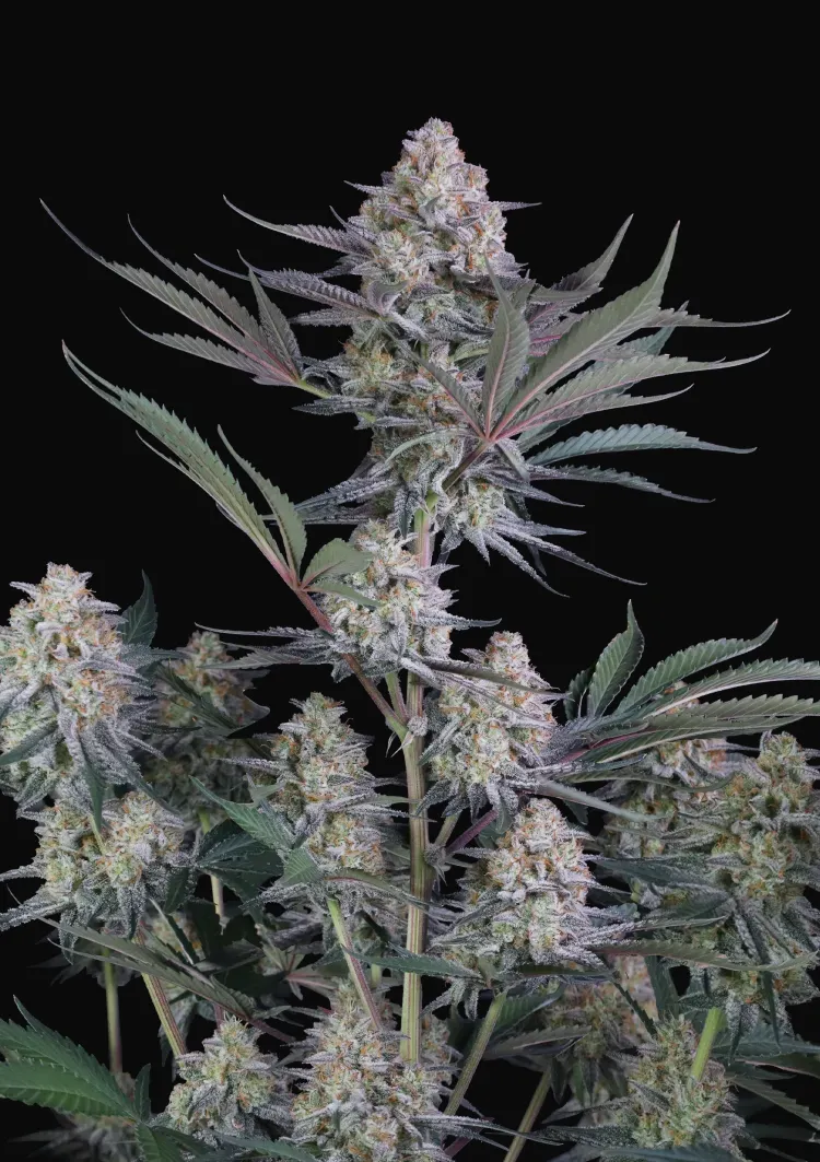 Lemon Tree Auto