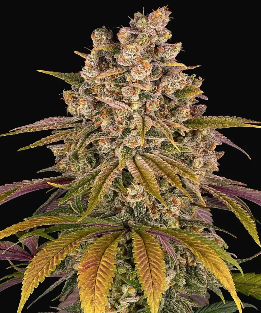 Lemon Tree